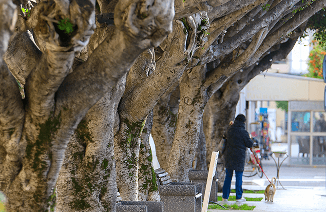 albero-capodorlando